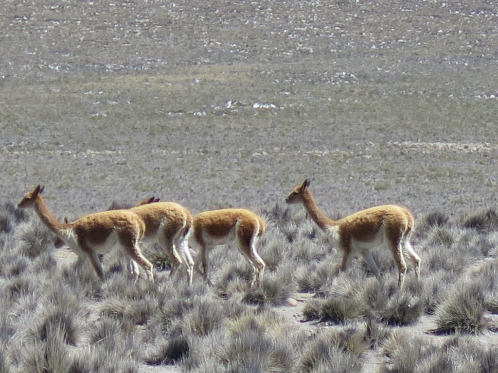 vicuñas reales | Fibras y Hebras