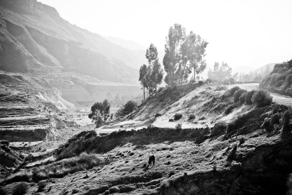 colca peru